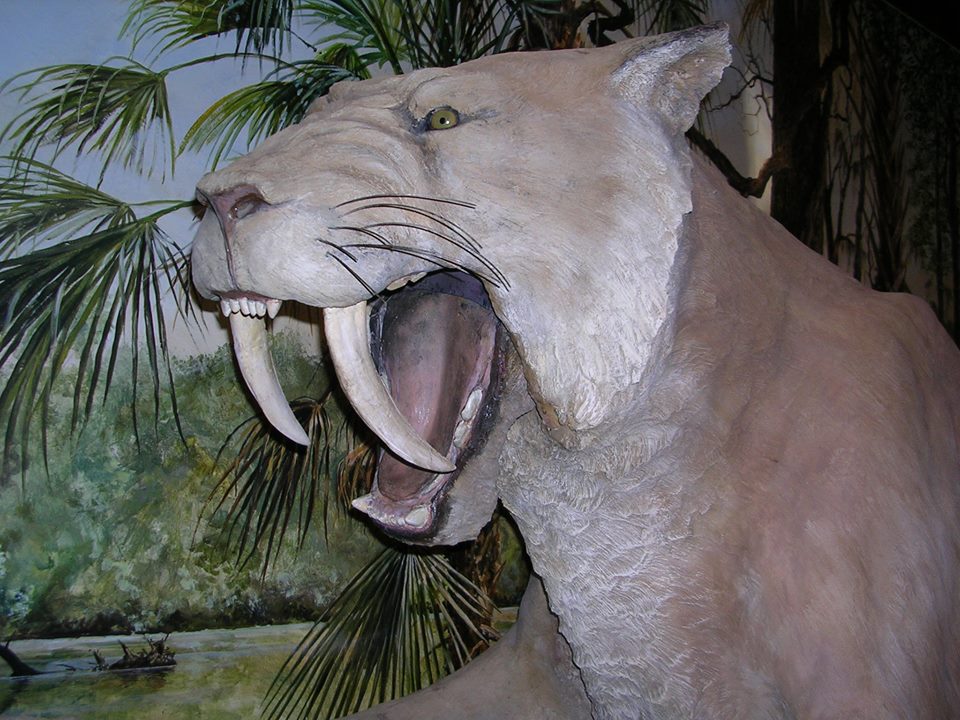 Silver River Museum - Saber-tooth Tiger