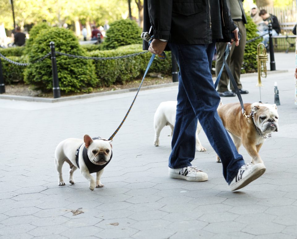 Volunteers Dog Walker Bradenton