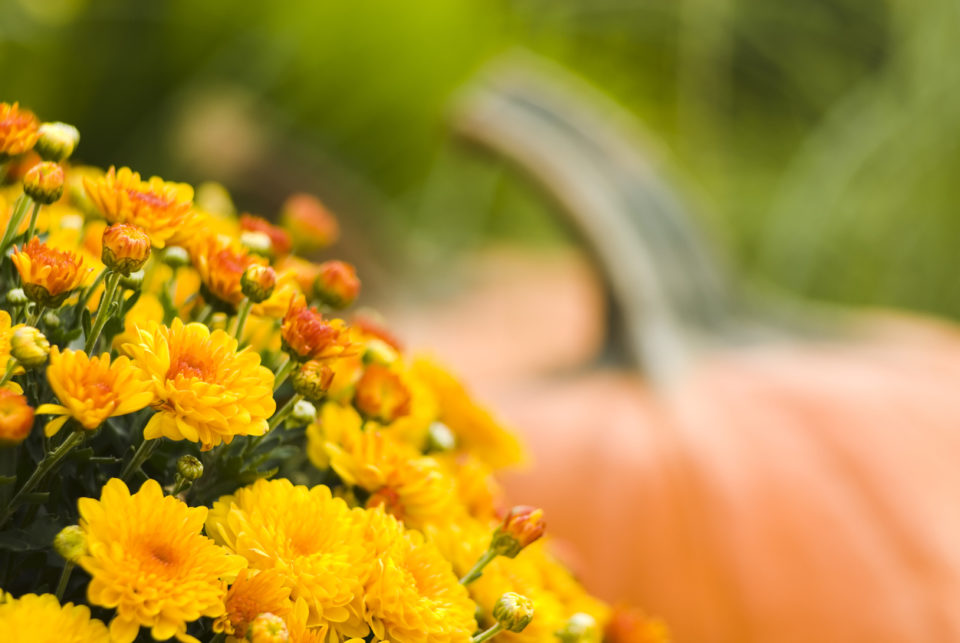 Pumpkins and mums on the porch