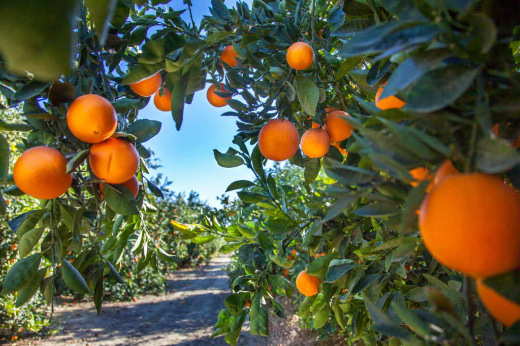 Oranges on trees in grove