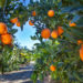 Explore Florida’s Sweetest Attraction, Mixon Fruit Farms